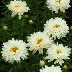 1 gallon - Victorian Secret Shasta Daisy (LEUCANTHEMUM X S. VICTORIAN SECRET) - 1 gallon - 1 gallon