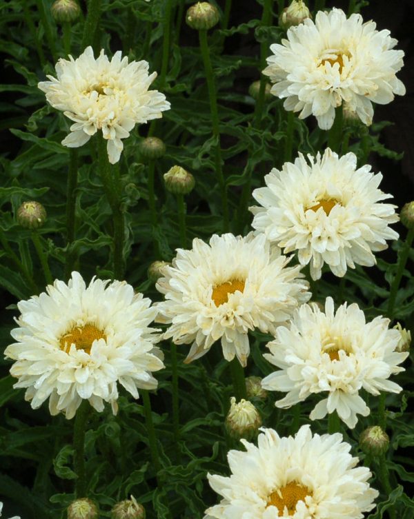 1 gallon - Victorian Secret Shasta Daisy (LEUCANTHEMUM X S. VICTORIAN SECRET) - 1 gallon - 1 gallon