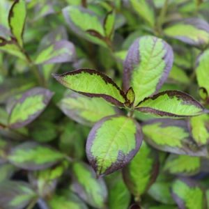 3 gallon 15" - Vinho Verde® Weigela (WEIGELA FLOR. VINHO VERDE) - 3 gallon 15" - 3 gallon 15"