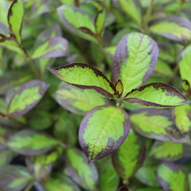 3 gallon 15" - Vinho Verde® Weigela (WEIGELA FLOR. VINHO VERDE) - 3 gallon 15" - 3 gallon 15"