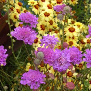 1 gallon - Violet Blue Pincushion Flower (SCABIOSA VIVID VIOLET) - 1 gallon - 1 gallon