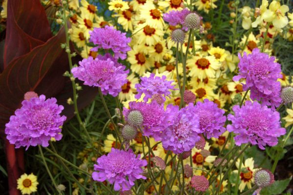 1 gallon - Violet Blue Pincushion Flower (SCABIOSA VIVID VIOLET) - 1 gallon - 1 gallon