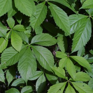 2 gallon 12" - Virginia Creeper (PARTHENOCISSUS QUINQUEFOLIA) - 2 gallon 12" - 2 gallon 12"