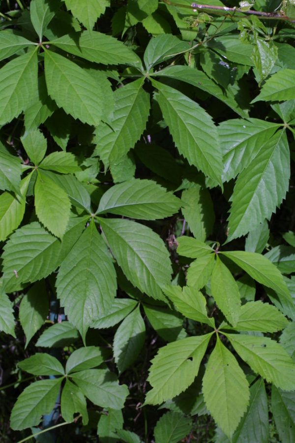2 gallon 12" - Virginia Creeper (PARTHENOCISSUS QUINQUEFOLIA) - 2 gallon 12" - 2 gallon 12"