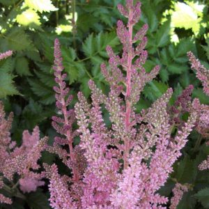 1 gallon - Vision In Pink Astilbe (ASTILBE VISION IN PINK) - 1 gallon - 1 gallon