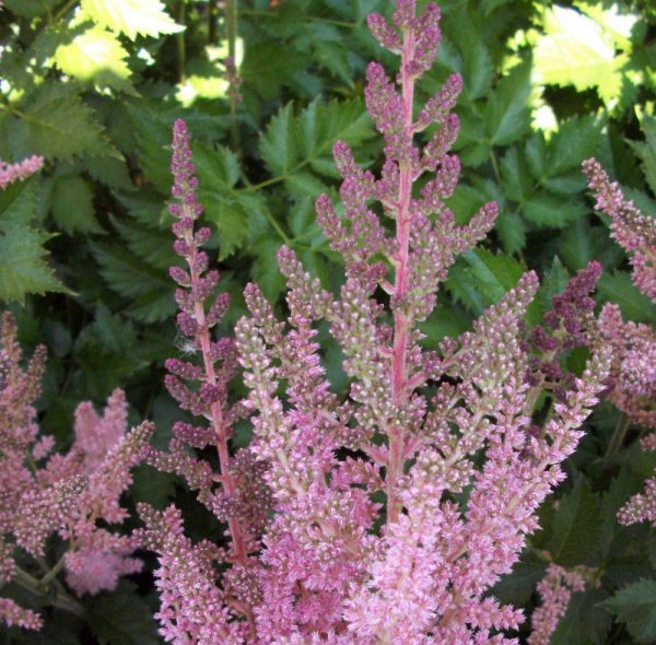 1 gallon - Vision In Pink Astilbe (ASTILBE VISION IN PINK) - 1 gallon - 1 gallon