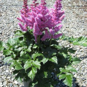 1 gallon - Vision In Purple Astilbe (ASTILBE VISION IN PURPLE) - 1 gallon - 1 gallon