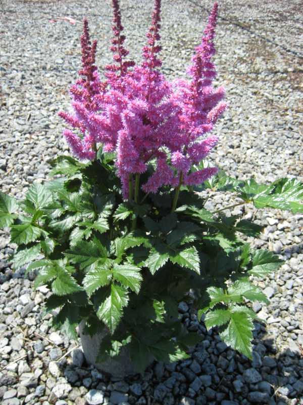 1 gallon - Vision In Purple Astilbe (ASTILBE VISION IN PURPLE) - 1 gallon - 1 gallon