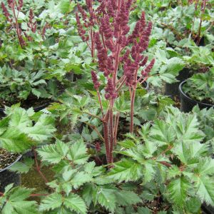 1 gallon - Vision In Red Astilbe (ASTILBE VISION IN RED) - 1 gallon - 1 gallon