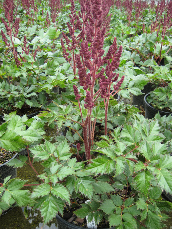 1 gallon - Vision In Red Astilbe (ASTILBE VISION IN RED) - 1 gallon - 1 gallon