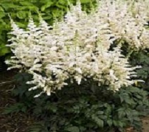 1 gallon - Vision In White Astilbe (ASTILBE VISION IN WHITE) - 1 gallon - 1 gallon