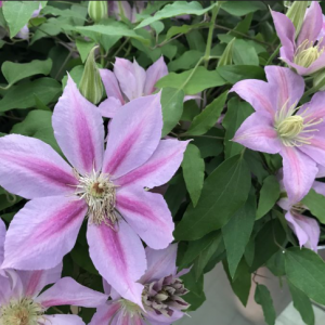 1 gallon - Volunteer™ Clematis (CLEMATIS VOLUNTEER) - 1 gallon - 1 gallon
