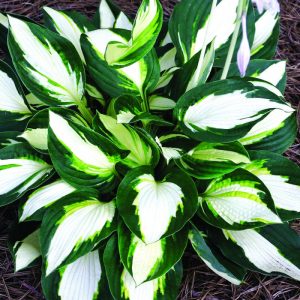 1 gallon - Vulcan Plantain Lily (HOSTA VULCAN) - 1 gallon - 1 gallon