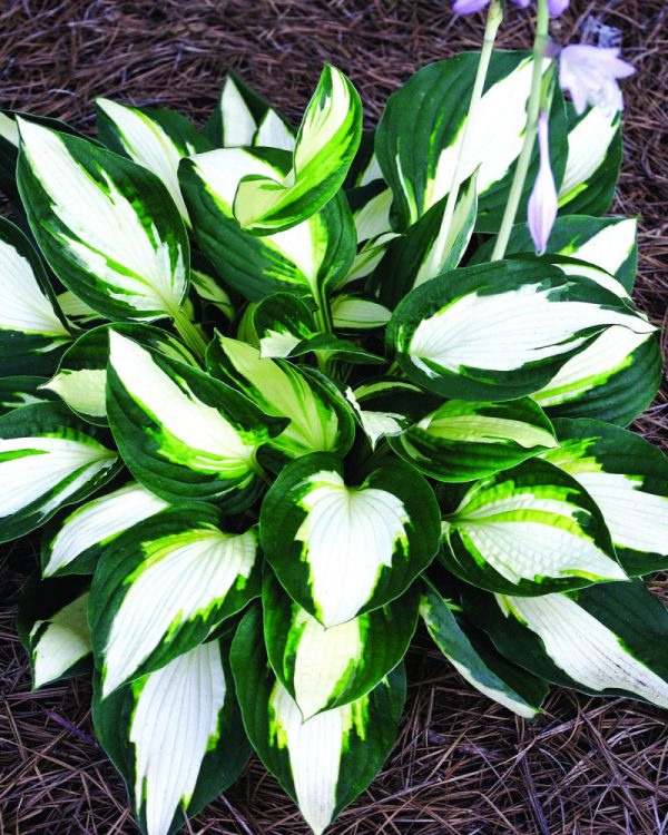 1 gallon - Vulcan Plantain Lily (HOSTA VULCAN) - 1 gallon - 1 gallon