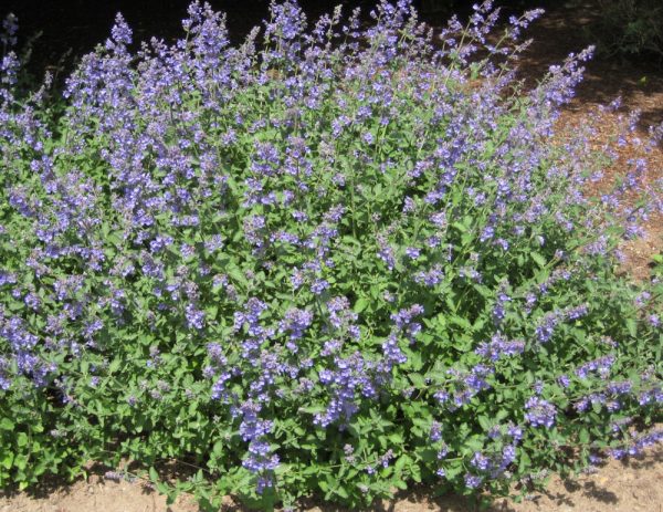 1 gallon - Walker's Low Catmint (NEPETA X WALKERS LOW) - 1 gallon - 1 gallon