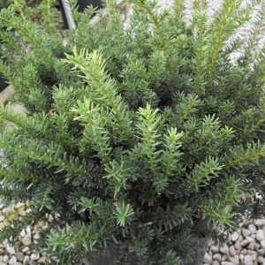 3 gallon 12" - Ward's Yew (TAXUS MEDIA WARDII) - 3 gallon 12" - 3 gallon 12"