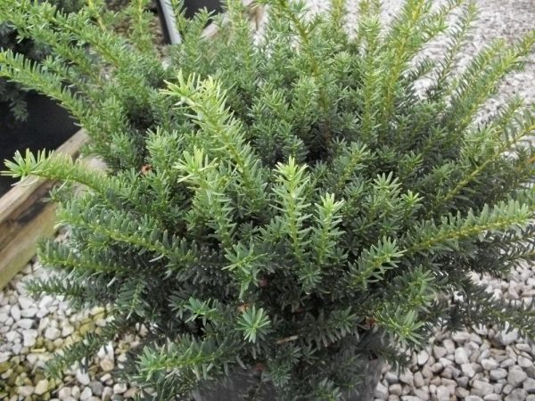 3 gallon 12" - Ward's Yew (TAXUS MEDIA WARDII) - 3 gallon 12" - 3 gallon 12"