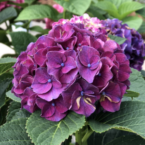 2 gallon - Wee Bit Grumpy® Bigleaf Hydrangea (HYDRANGEA M. WEE BIT GRUMPY) - 2 gallon - 2 gallon