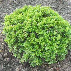 1 gallon 8" - Wee Willie™ Boxwood (BUXUS WEE WILLIE) - 1 gallon 8" - 1 gallon 8"