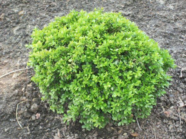 1 gallon 8" - Wee Willie™ Boxwood (BUXUS WEE WILLIE) - 1 gallon 8" - 1 gallon 8"