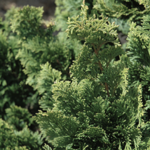 3 gallon 18" - Wells Special Hinoki Cypress (CHAM. OBTUSA WELLS) - 3 gallon 18" - 3 gallon 18"