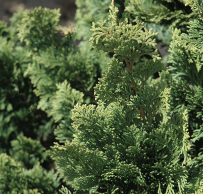 3 gallon 18" - Wells Special Hinoki Cypress (CHAM. OBTUSA WELLS) - 3 gallon 18" - 3 gallon 18"