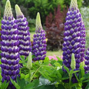1.5 gallon - Westcountry™ Blacksmith Lupine (LUPINUS WESTCOUNTRY BLACKSMITH) - 1.5 gallon - 1.5 gallon