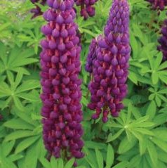 1.5 gallon - Westcountry™ Masterpiece Lupine (LUPINUS WESTCOUNTRY MASTERPIECE) - 1.5 gallon - 1.5 gallon