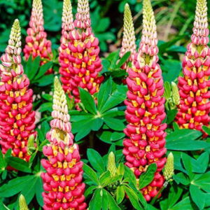 1.5 gallon - Westcountry™ Tequila Flame Lupine (LUPINUS WESTCOUNTRY TEQUILA FLAME) - 1.5 gallon - 1.5 gallon