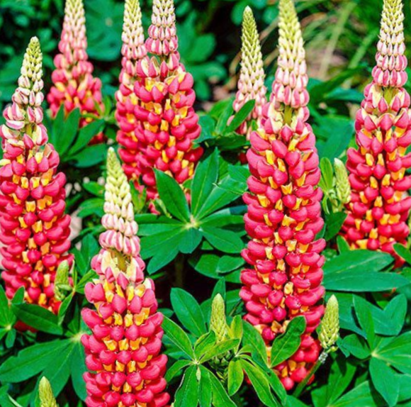 1.5 gallon - Westcountry™ Tequila Flame Lupine (LUPINUS WESTCOUNTRY TEQUILA FLAME) - 1.5 gallon - 1.5 gallon