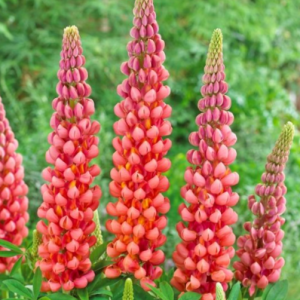 1.5 gallon - Westcountry™ Terracotta Lupine (LUPINUS WESTCOUNTRY TERRACOTTA) - 1.5 gallon - 1.5 gallon