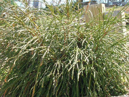 2 gallon 10" - Whipcord Western Red Cedar (THUJA PLICATA WHIPCORD) - 2 gallon 10" - 2 gallon 10"