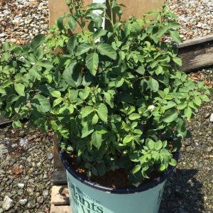 3 gallon - Whipped Cream™ Floribunda Rose (ROSE WHIPPED CREAM) - 3 gallon - 3 gallon