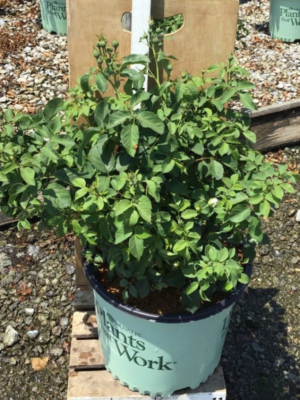 3 gallon - Whipped Cream™ Floribunda Rose (ROSE WHIPPED CREAM) - 3 gallon - 3 gallon