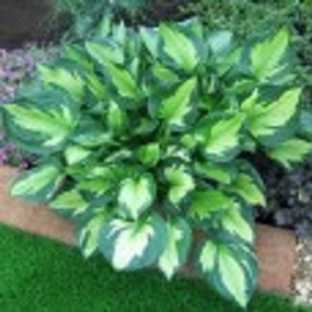 1 gallon - Whirlwind Plantain Lily (HOSTA WHIRLWIND) - 1 gallon - 1 gallon