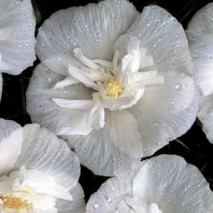 3 gallon 30" - White Chiffon® Rose of Sharon (HIBISCUS S. WHITE CHIFFON) - 3 gallon 30" - 3 gallon 30"