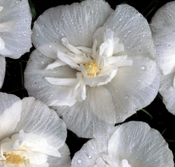 3 gallon 30" - White Chiffon® Rose of Sharon (HIBISCUS S. WHITE CHIFFON) - 3 gallon 30" - 3 gallon 30"