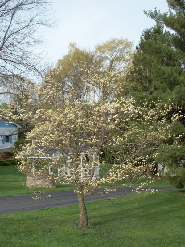 3 gallon - White Flowering Dogwood (CORNUS FLORIDA) - 3 gallon - 3 gallon