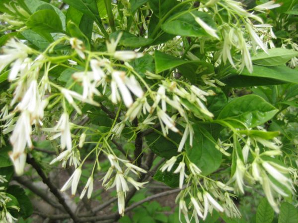 3 gallon - White Fringetree (CHIONANTHUS VIRGINICUS) - 3 gallon - 3 gallon