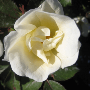 3 gallon - White Knock Out® Rose (ROSE K.O. WHITE OUT) - 3 gallon - 3 gallon