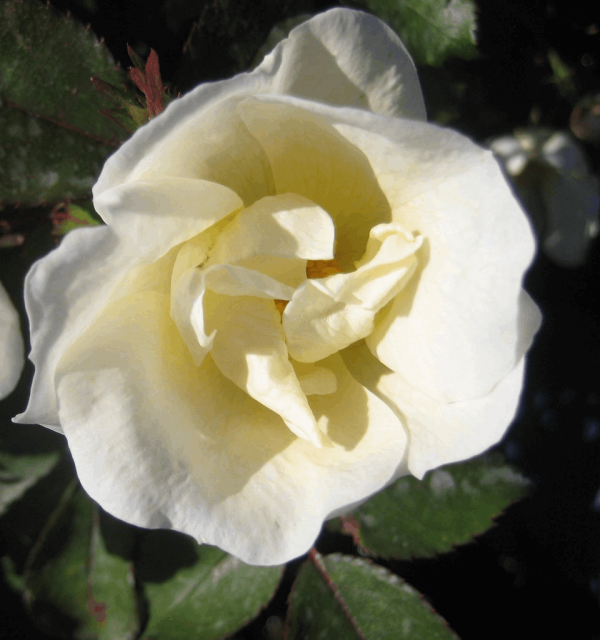 3 gallon - White Knock Out® Rose (ROSE K.O. WHITE OUT) - 3 gallon - 3 gallon