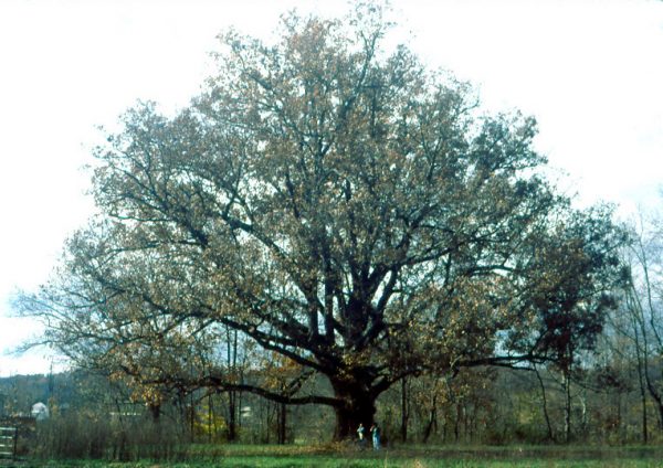 3 gallon - White Oak (QUERCUS ALBA) - 3 gallon - 3 gallon