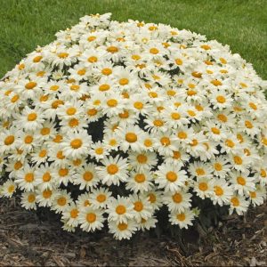 1 gallon - Whoops-a-Daisy Shasta Daisy (LEUCANTHEMUM X S. WHOOPS-A-DAISY) - 1 gallon - 1 gallon