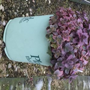 1 gallon - Wildfire Stonecrop (SEDUM WILDFIRE) - 1 gallon - 1 gallon
