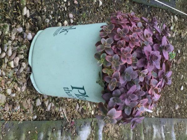 1 gallon - Wildfire Stonecrop (SEDUM WILDFIRE) - 1 gallon - 1 gallon