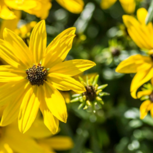 1 gallon - Willowleaf Sunflower (HELIANTHUS AUTUMN GOLD) - 1 gallon - 1 gallon