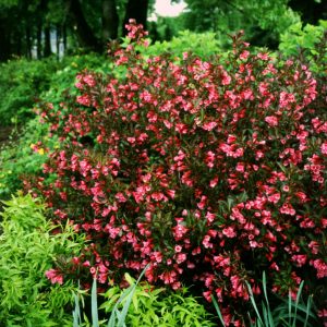 3 gallon 15" - Wine & Roses® Weigela (WEIGELA WINE & ROSES) - 3 gallon 15" - 3 gallon 15"