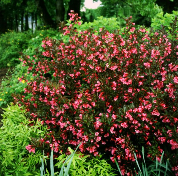 3 gallon 15" - Wine & Roses® Weigela (WEIGELA WINE & ROSES) - 3 gallon 15" - 3 gallon 15"