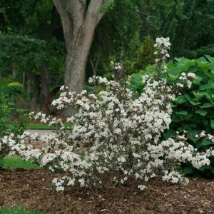 3 gallon 15" - Wine & Spirits® Weigela (WEIGELA FLOR. WINE & SPIRITS) - 3 gallon 15" - 3 gallon 15"