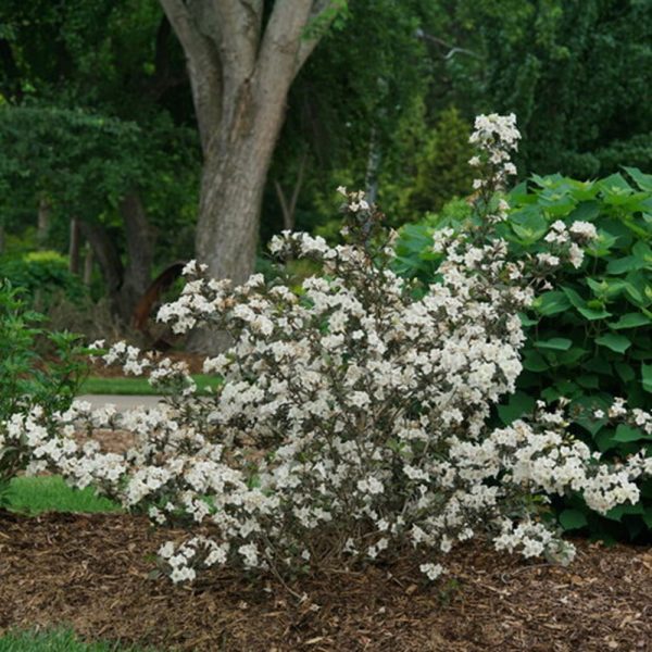 3 gallon 15" - Wine & Spirits® Weigela (WEIGELA FLOR. WINE & SPIRITS) - 3 gallon 15" - 3 gallon 15"